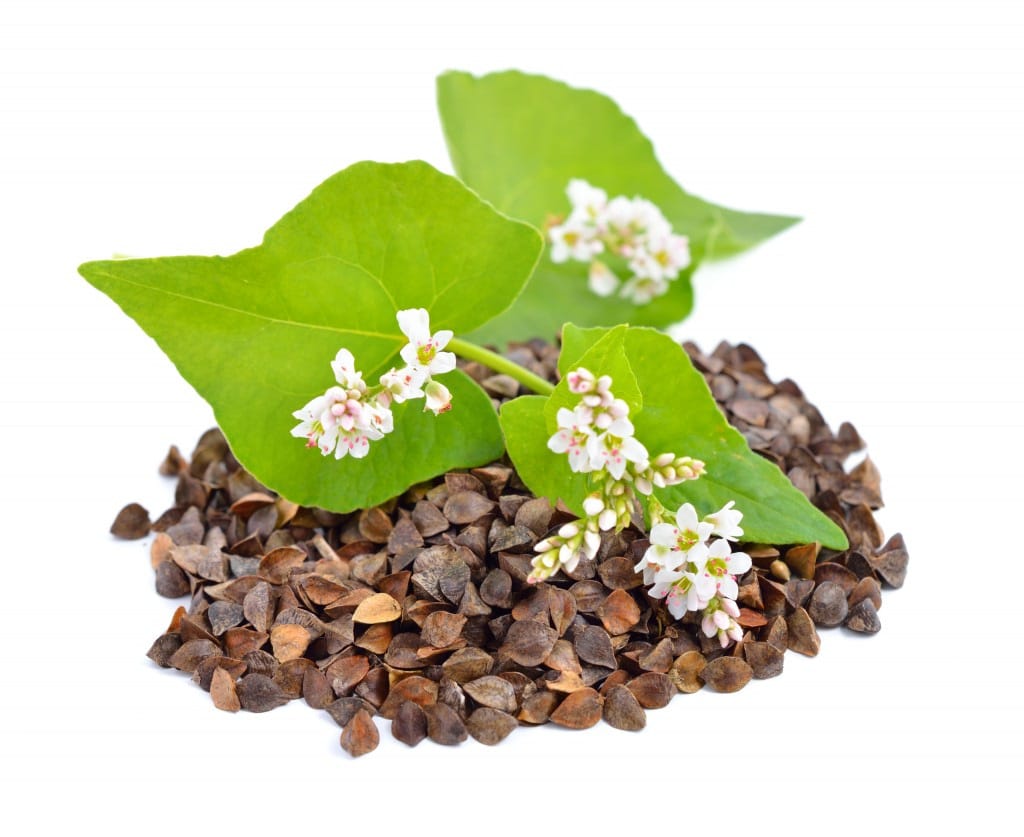 Buckwheat with flowers isolated.