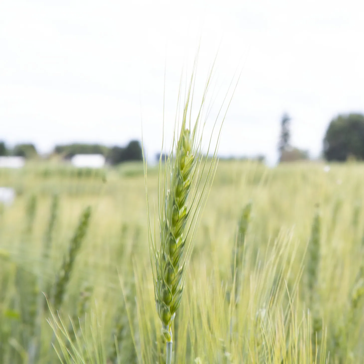 Friday Bread Basket 6/18/21