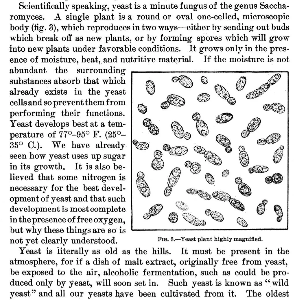 Class Time: Sourdough Microbiology 101